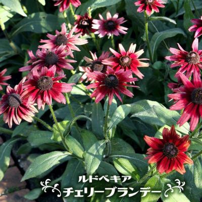 アオバナハイノキ アオバナハイノキ 苗 販売 苗木部 By 花ひろばオンライン