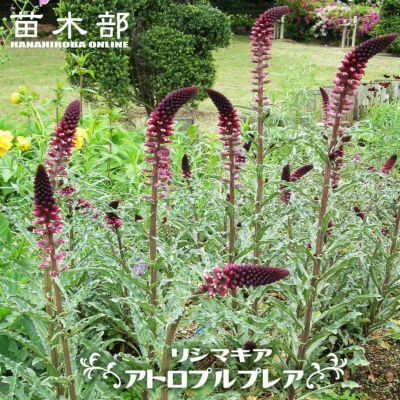 エンセテ マウレリー 苗 販売 苗木部 By 花ひろばオンライン