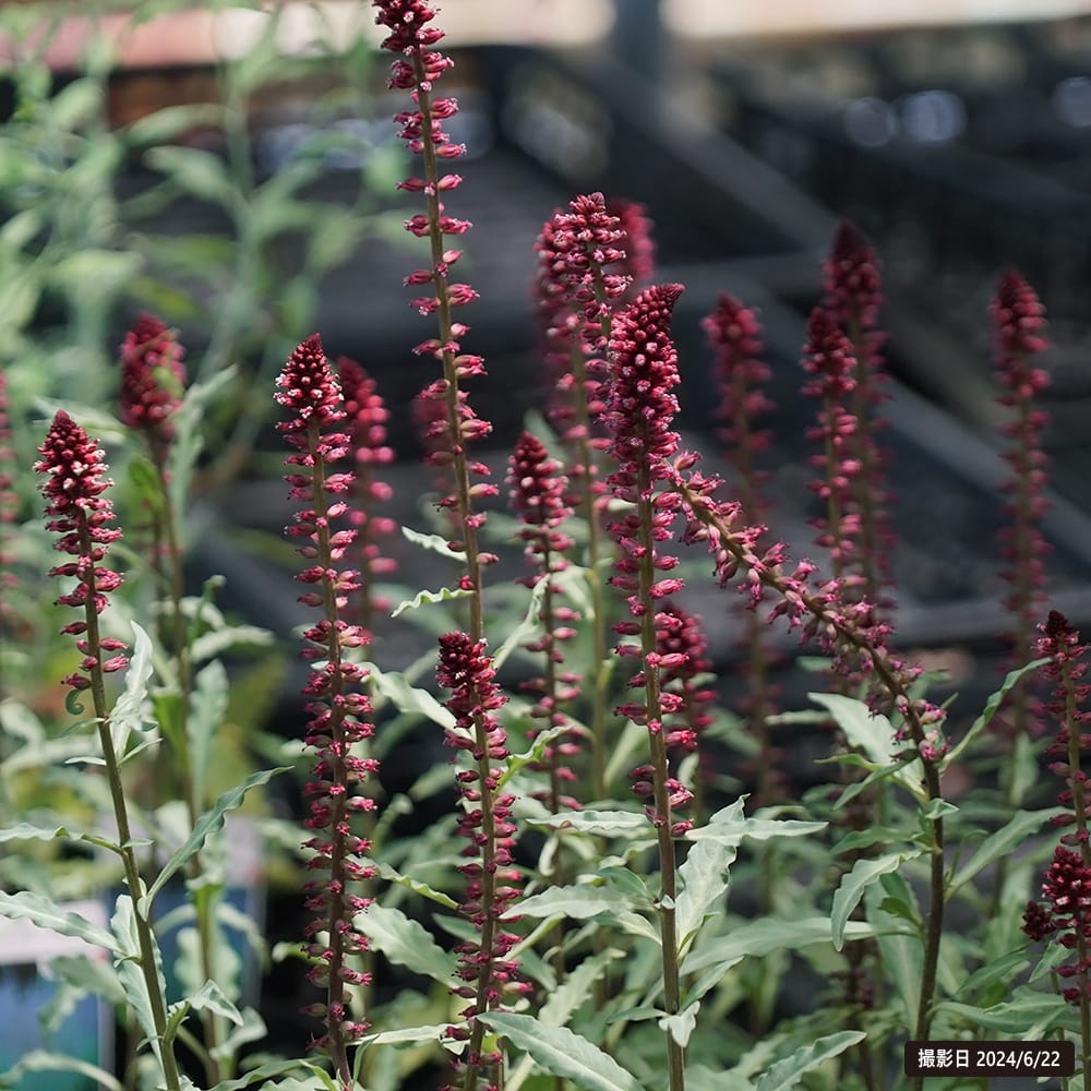 10 アロカシア ブラックベルベット ピンク斑入り 組織培養苗 順化済 3