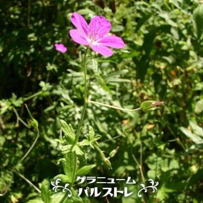 どりどり様 ゲラニウムバーシカラー 2苗 ゲラニウムサモボル3苗 【楽天