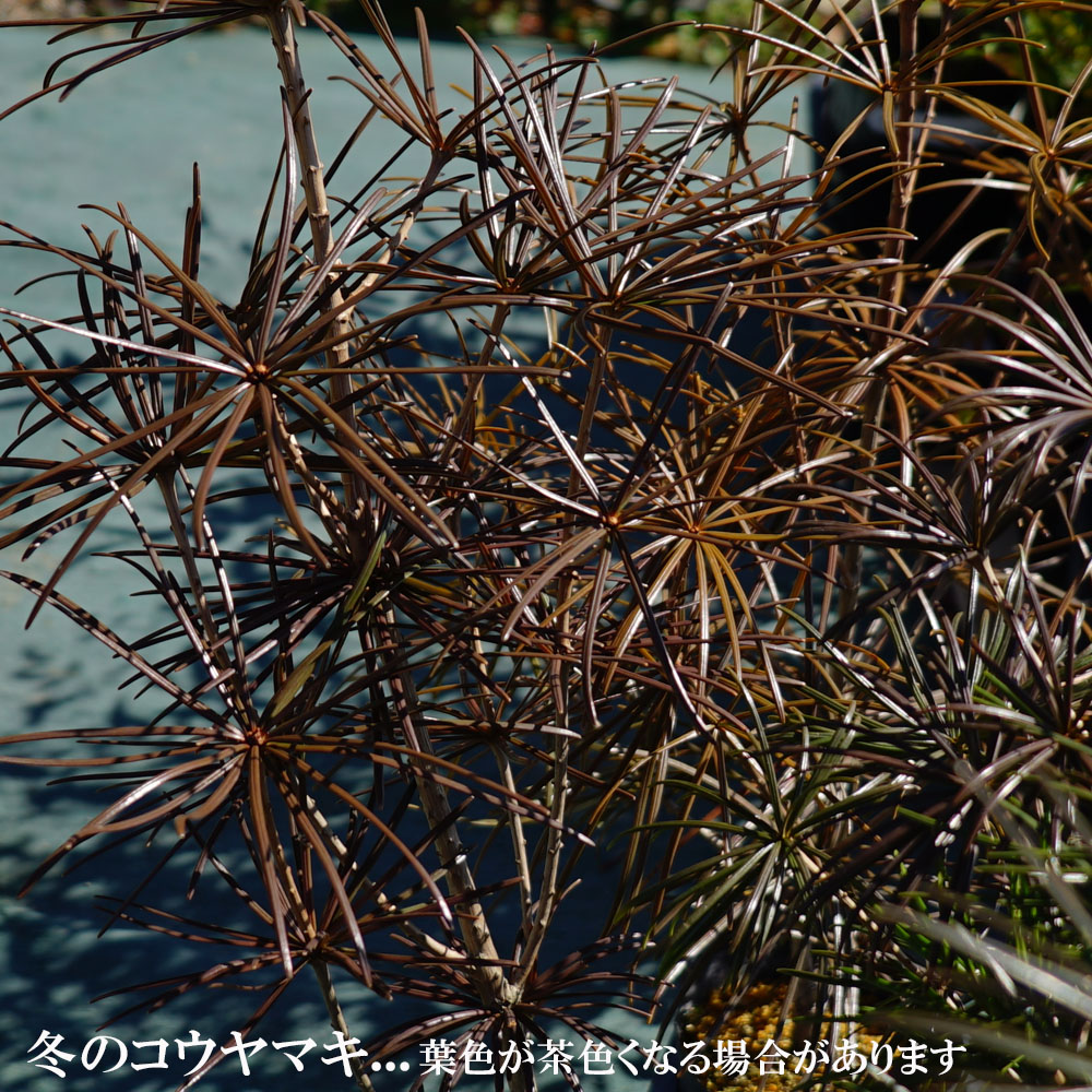 000000003417-05-l.jpg?t=