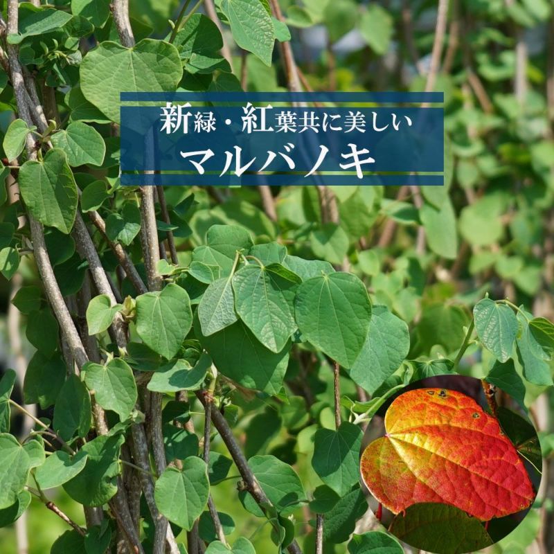 マルバノキ　苗　傷あり 000000003430-01-l.jpg?t=