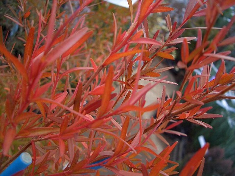 メラレウカ レッドジェム 苗 通販 苗木部 By 花ひろばオンライン