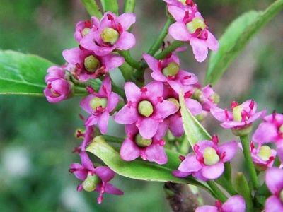 スカビオーサ ナナの販売 苗木部 By 花ひろばオンライン