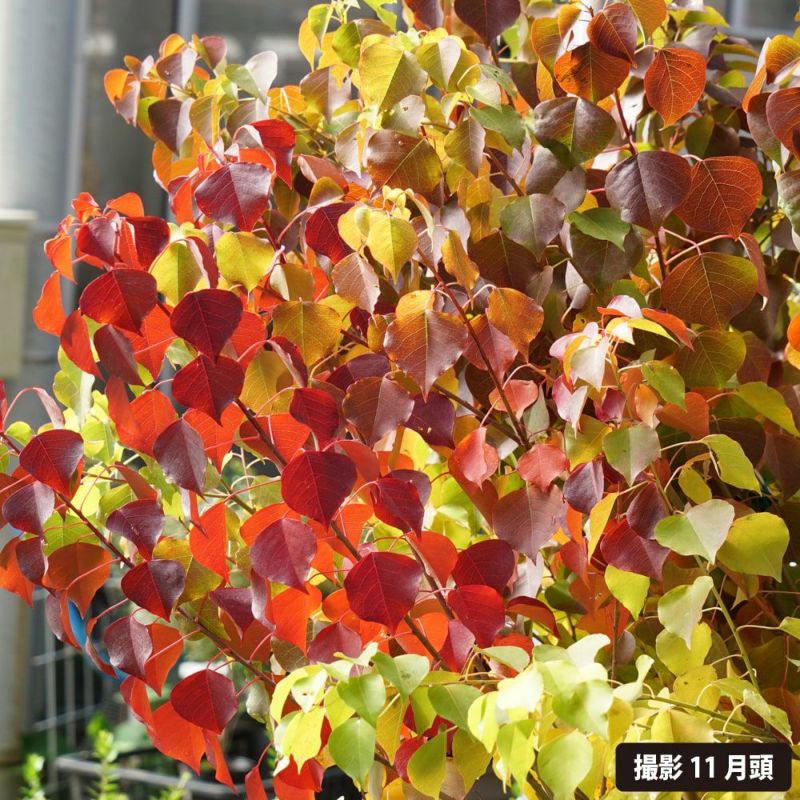 北海道紅葉セット苗木 北海道紅葉セット苗木