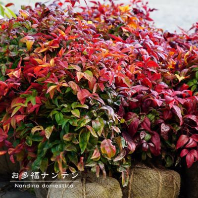 お多福南天 オタフクナンテン 根巻き苗 グランドカバー 低木 庭木 常緑樹 苗木部 本店 By 花ひろばオンライン お多福南天 オタフクナンテン 根巻き苗 グランドカバー 低木 庭木 常緑樹 苗木部 本店 By 花ひろばオンライン