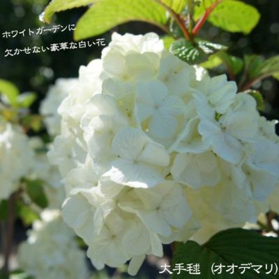 大手毬 苗木 ビバーナム オオデマリ - メルカリ
