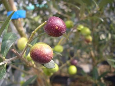 希少品種　美樹形　オリーブ　オリーブの木　ペンドリノ　植木　大株　シンボルツリー