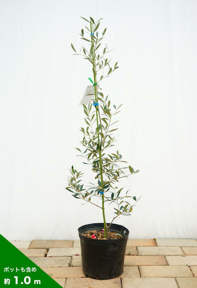 物置通販オリーブの木 マンザニロ《H=約1.9m・10号鉢》3 果樹