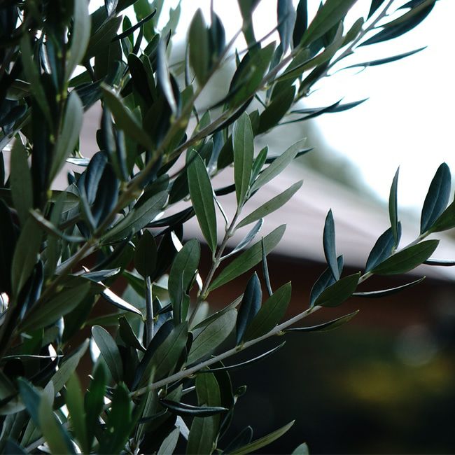 オリーブの木 ミッション 3年生 庭木 常緑樹 シンボルツリー オリーブ