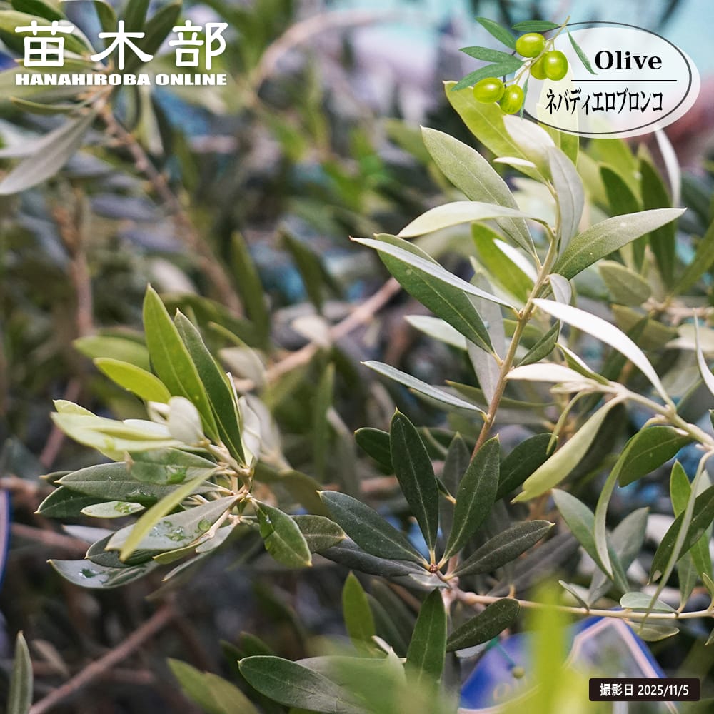 オリーブ ネバディエロブロンコ 苗 販売 苗木部 By 花ひろばオンライン