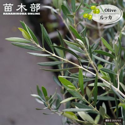 バンクシア レペンスの通販 苗木部 By 花ひろばオンライン