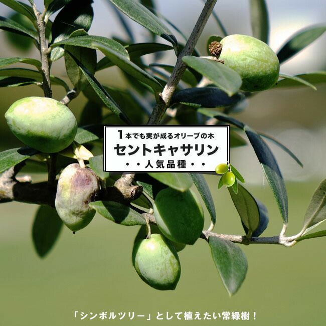 オリーブ　セントキャサリン　約110cm 【オリーブの木　シンボルツリー】 74 【オリーブの木　シンボルツリー】 74 オリーブ　セントキャサリン　約110cm