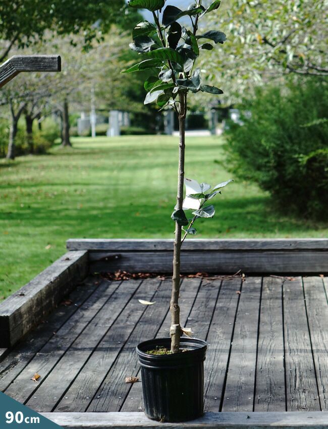 落葉樹の苗木 000000003542-03-l.jpg?t=