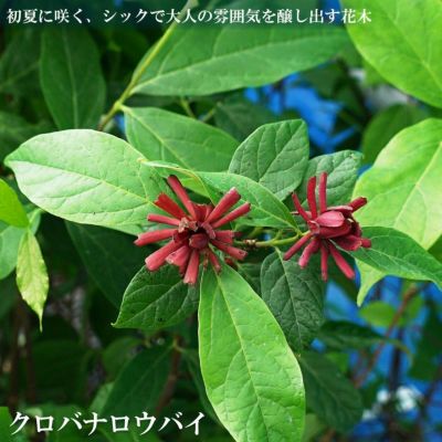 ジャカランタ ブルーブロッサムビューイング 矮性 ポット苗 低木 庭木 観葉植物 落葉樹 苗木部 本店 By 花ひろばオンライン