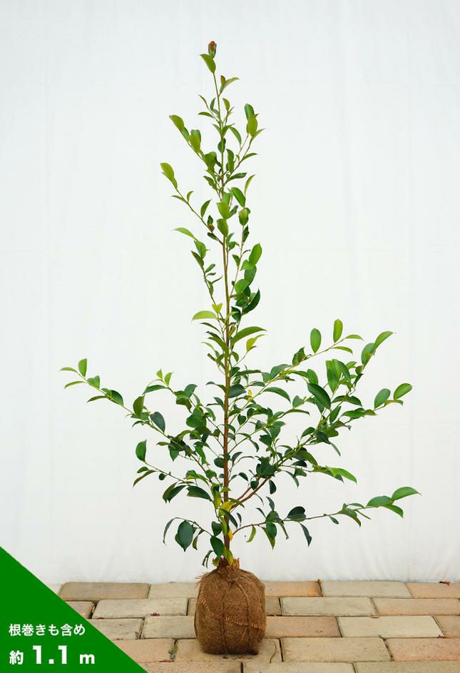 売り尽くし 本榊 サカキ 約130cm 【苗木/植木/神棚/ホンサカキ