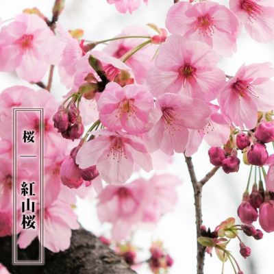 桜 サクラ 紅山桜 ベニヤマザクラ 品種の特徴や剪定 肥料 育て方 苗木販売