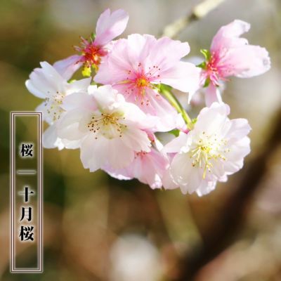 さくら 二季咲き系 十月桜の通販 苗木部 By 花ひろばオンライン