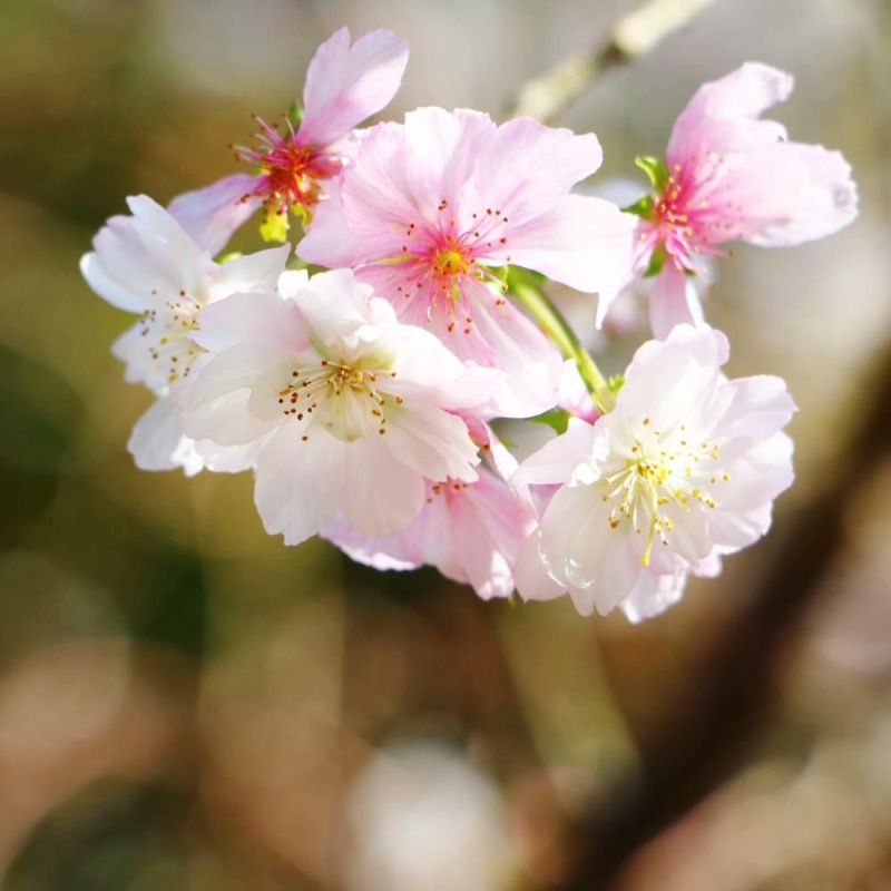 桜の木 桜の苗木 桜の花 御殿場桜：ゴテンバザクラ（桜） 懐かしい 苗木 さくら 苗 サクラ