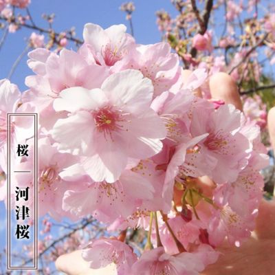 ショッピング大セール 発根、染井吉野桜、苗木 インテリア・住まい