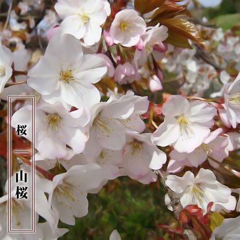 日本古来の桜の野生種 さくら 【山桜 （やまざくら）】 1年生 実生苗