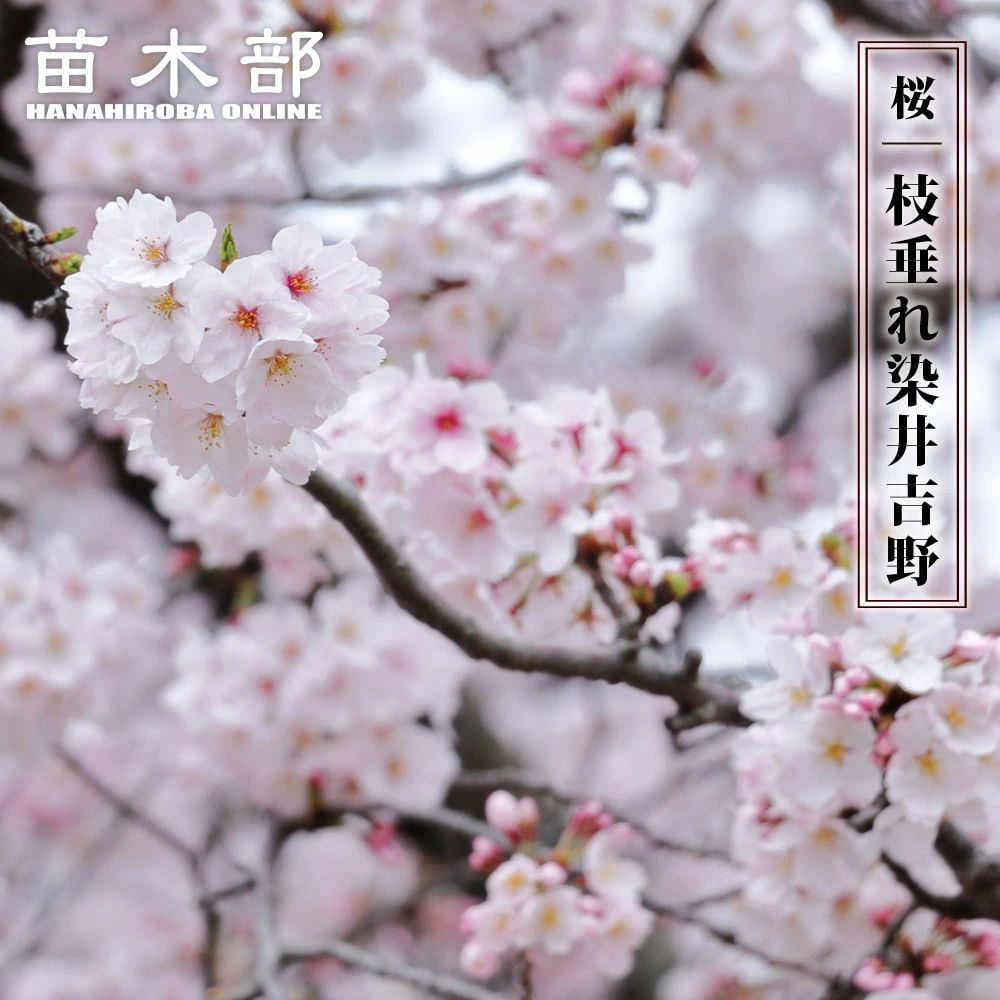 さくら 神代曙桜 サトザクラ系 苗 販売 苗木部 By 花ひろばオンライン