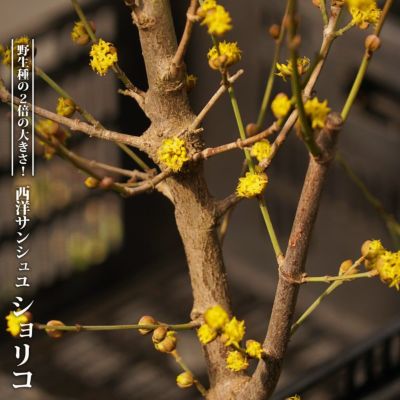 大実サンシュユ ショリコ ポット苗 庭木 落葉樹 低木 苗木部 本店 By 花ひろばオンライン 大実サンシュユ ショリコ ポット苗 庭木 落葉樹 低木 苗木部 本店 By 花ひろばオンライン