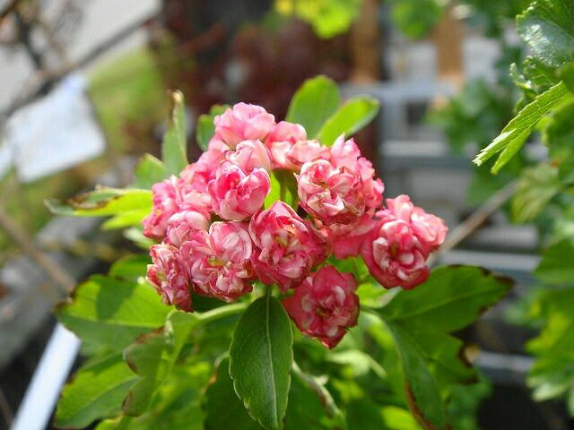 八重紅花サンザシ メイフラワー ポット苗 庭木 落葉樹 低木 観賞花木 苗木部 本店 By 花ひろばオンライン