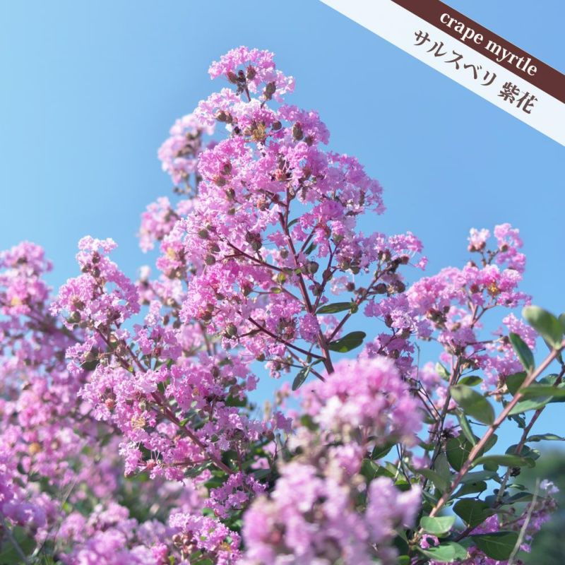 サルスベリ 本株立ち 6本立ち 花(ムラサキ) サルスベリ 本株立ち 6本立ち 花(ムラサキ)