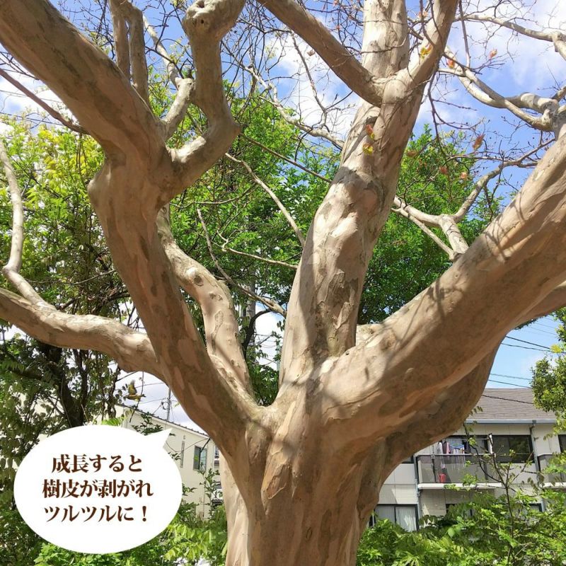 000000003620-05-l.jpg?t=