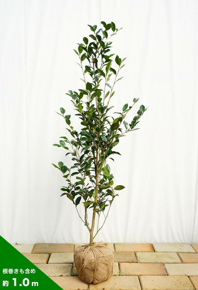 ４本セット　立ち寒椿　（サザンカ　赤花） 庭木：立寒椿（たちかんつばき）*（勘次郎）サザンカ/かんつばき 樹高