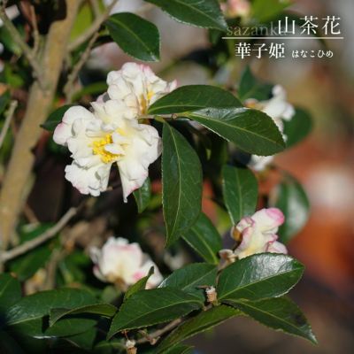 開花中 【紅花ハナミズキ】 根巻き大苗 庭木 シンボルツリー 【大型