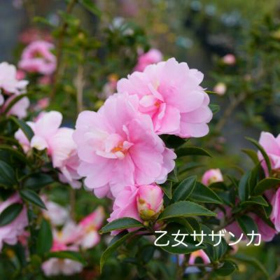 2025年開花の朝倉サザンカ <br> 【庭木】 【山茶花】サザンカ苗 刺々しい <br>サザンカ