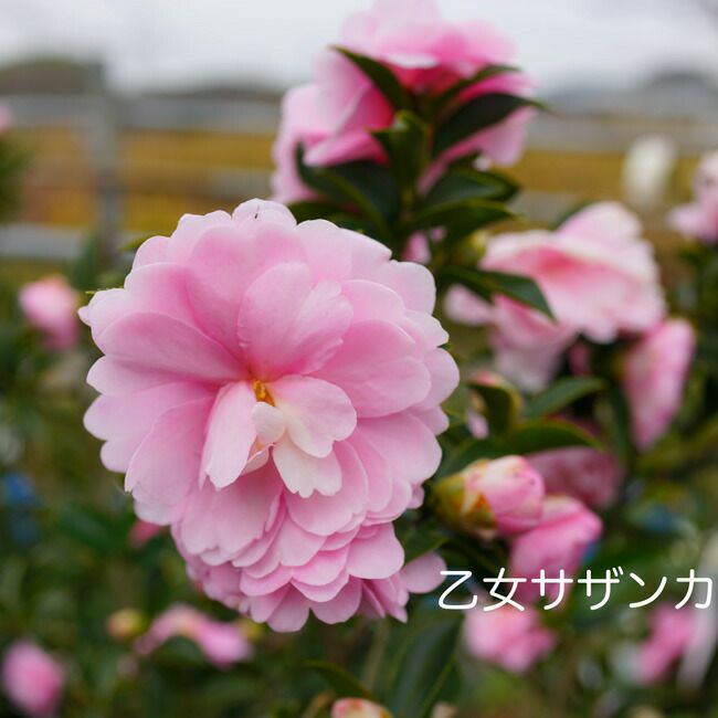 000000003630-02-l.jpg?t=