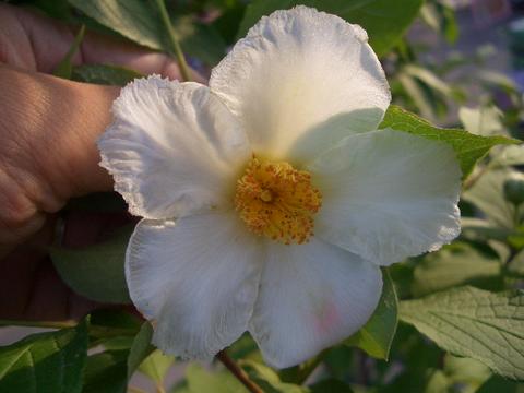 シャラノキ ナツツバキ 苗 販売 苗木部 By 花ひろばオンライン