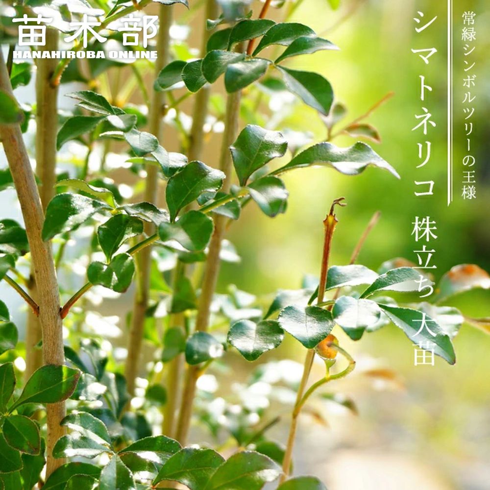 送料無料 シマトネリコ 株立ち 大苗 鉢植えでも使える 極上 株立ち苗 大型宅配便 沖縄 離島不可 苗木部 本店 By 花ひろばオンライン