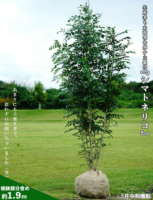 送料無料 シマトネリコ 株立ち 大苗 鉢植えでも使える 極上 株立ち苗 大型宅配便 沖縄 離島不可 苗木部 本店 By 花ひろばオンライン