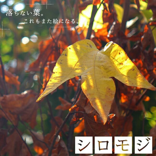 シロモジ/大株立ち【現品発送】管理70094