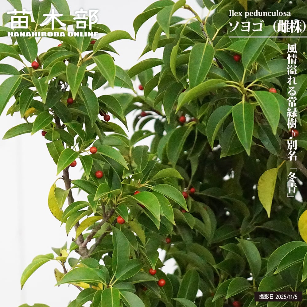 ソヨゴ/大株立ち/良形株【現品発送】管理60761 鉢植え