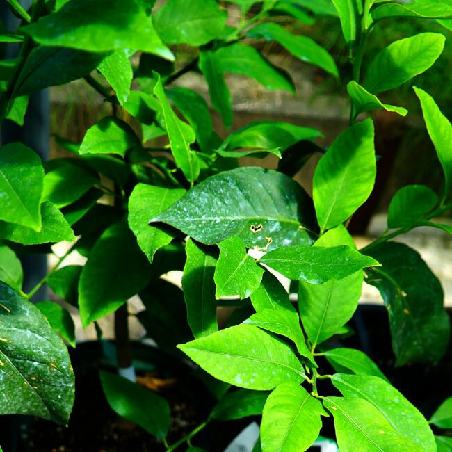 柑橘 レモン 瀬戸内レモン 苗 苗木通販 苗木部 By 花ひろばオンライン