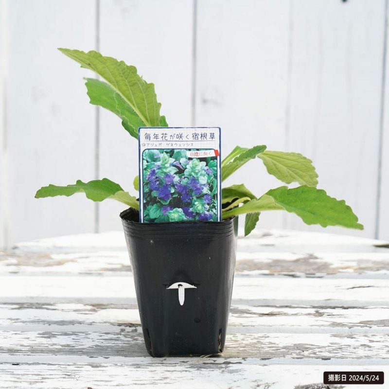 000000103694-02-l.jpg?t=