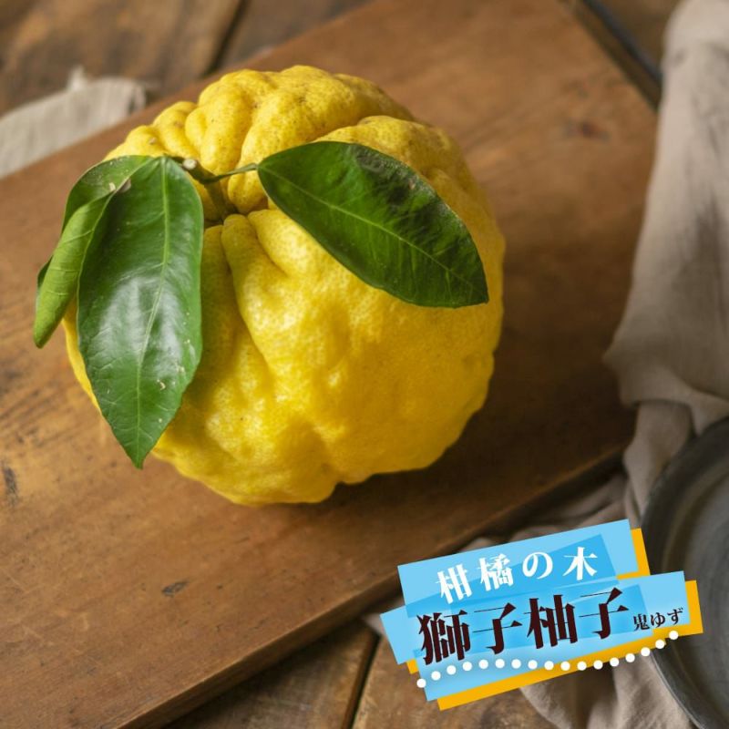 シシユズ ザボン 苗 植え方 苗木部 By 花ひろばオンライン