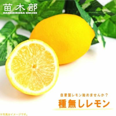 柑橘 レモン 種なしレモン 苗 販売 苗木部 By 花ひろばオンライン