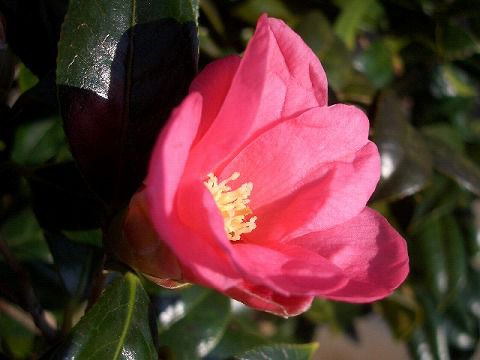 椿苗木 真っ赤な椿❤️ツバキ 実生苗 2苗 盆栽に 侘助 大きめ 椿苗木