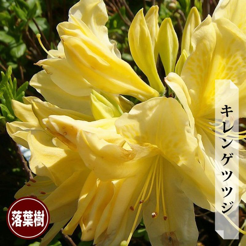 すべての花の画像 50 素晴らしいレンゲツツジ 育て 方