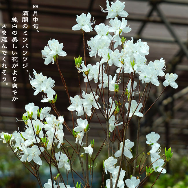 ミツバツツジ（三葉躑躅）/株立ち【現品発送】管理70604 ミツバツツジ（三葉躑躅）/株立ち【現品発送】管理70604 ミツバツツジ