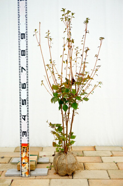 40 山採り ミツバツツジ