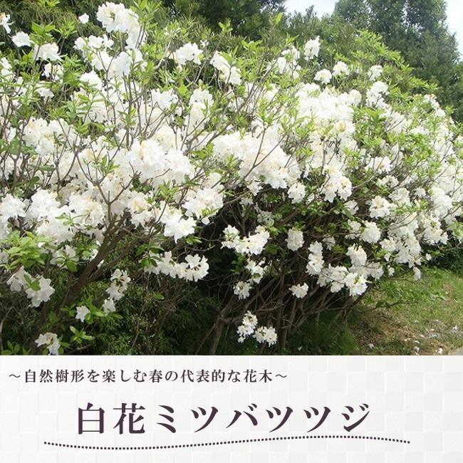 白花ミツバツツジ 株立ち 約1.4m 現品発送 特大植木苗木 白三つ葉