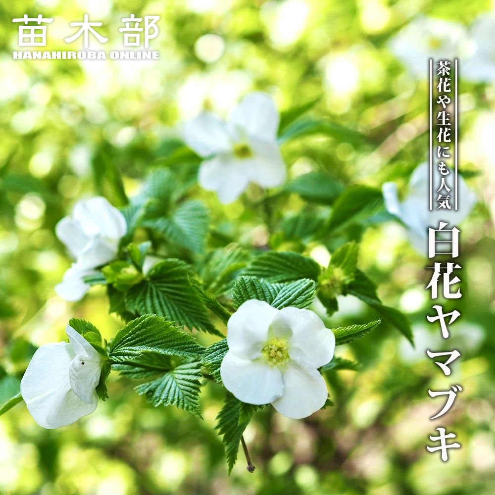 白 ヤマブキ 1歳くらい 苗一本 挿し穂おまけ付き 【公式通販】