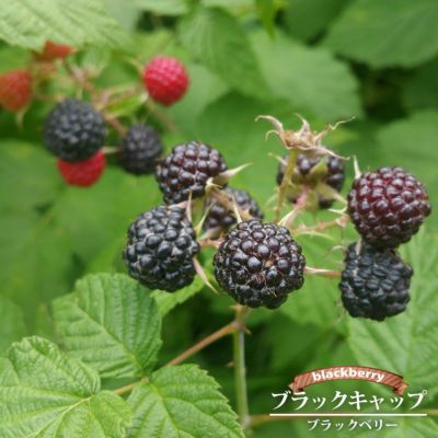 ラズベリー サマーフェスティバル 苗 販売 苗木部 By 花ひろばオンライン